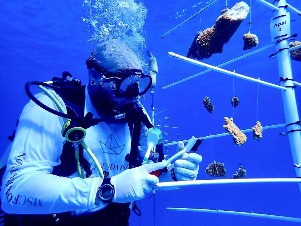 MSC Cruises’ Private Island Cultivating Conservation Success with Super Coral Program